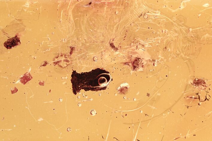 Six Fossil Springtails (Collembola) and Bark Fragment in Baltic Amber #294375